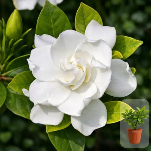 Indian Gardens - Gandhraj/Parichatham Live Plant | Fast-Growing Flowering Climber | Natural Air Purifier | Beautiful Garden Jasmine Outdoor Decoration – 6 Inch Terracotta Pot