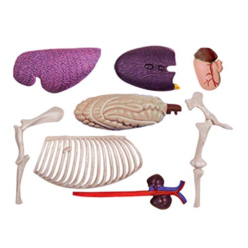 image for ALBB Medical Horse Anatomical Model - Animal Biology Skeleton Organ An