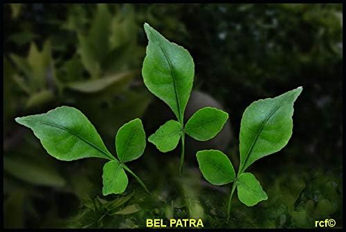 Fresh Green Bel Patra/Bilva Leaf Hindu Poojai 20/30g Packet (Free UK Post)
