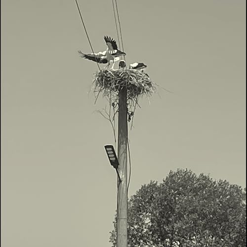 Empty Nest, New Me? - Wenn Kinder fliegen lernen