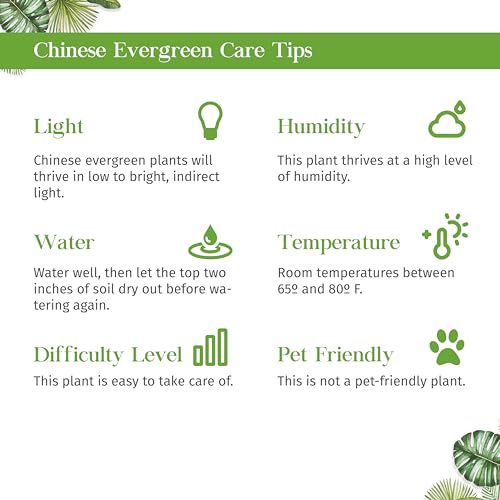 Chinese Evergreen Red Siam Live Plant for Indoor | Different Houseplants in 4\'\' & 6\'\' Pot | Real House Plant for Living Room, Office, Desk & Bathroom | Aglaonema Red Siam
