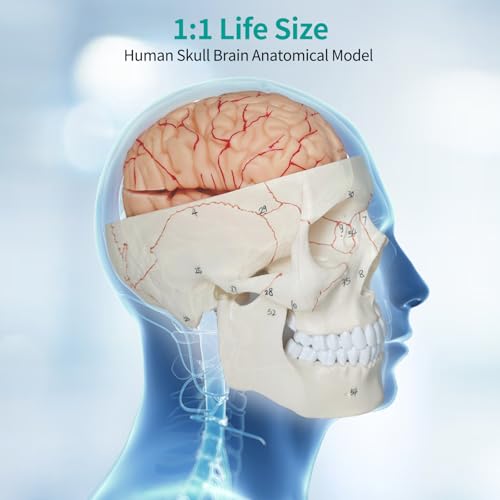Image of SFXYJ Human Skull Brain Anatomy Model, 2024 New Anatomy Skull Model 11 Parts Detachable W /Sutures Anatomical Skull Model with Labeled Numbered for Medical Student Study