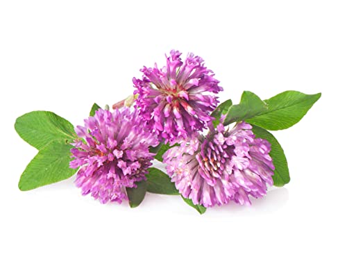 Todd's Seeds Red Clover Seeds, Non-Gmo, Chemical Free, High Germination (1/4 Pound) #TOP1