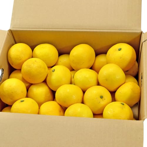 愛媛県西予市産 ニューサマーオレンジ 家庭用 約4kg 愛媛県 西予市