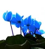 New 100pcs Cyclamen Flower Seeds Blue Generic