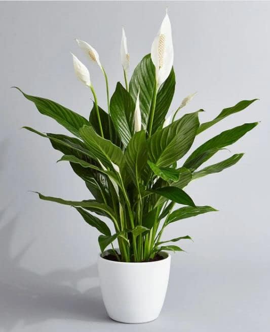 ROOTTRICK Peace Lily Plant Spathiphyllum Air Purifying Live Indoor Plant With Black Pot (B0CPPQC282) Amazon Price History, Amazon Price Tracker