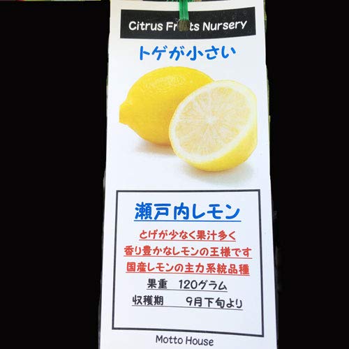 Amazon | 北山ナーセリー レモンの苗木 瀬戸内レモン 接木1年生苗 | 果物