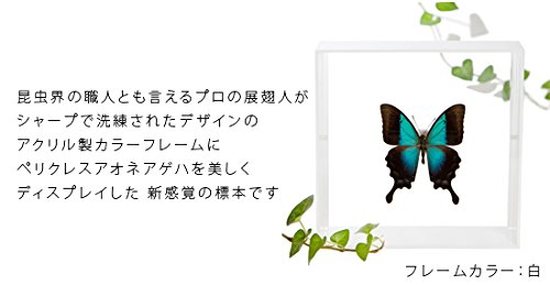 Amazon.co.jp: 蝶の標本 ペリクレスアオネアゲハ P.pericles