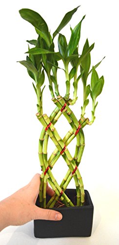 9Greenbox B0043T8YK2 Lucky Bamboo - 8 Braided With Black Ceramic Vase thumb #5
