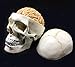 Educational Materials, Human Skull Brain Anatomical Model 3-Part Numbered Human Skull Model Removable 8-Part Brain Life Size 100% Anatomically Correct 32 Different Anatomical Numbered for Teachin