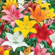 Asiatic lily flower/lilium bulbs,bulbs lilium/lily flower asiatic,100% germination (pack of 6) (B0CMV28K5M) Amazon Price History, Amazon Price Tracker