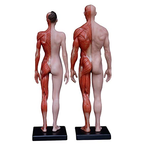 Amazon.co.jp: Fine Art Human Body Model Human Body Muscle Art