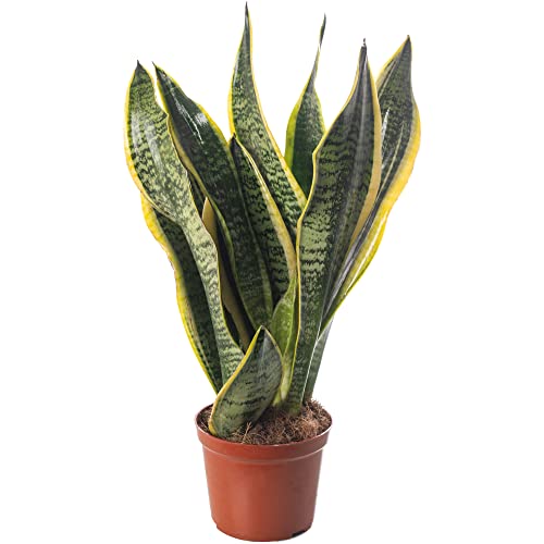 Snake Plant Sansevieria Tall Indoor Plants Exotic Large Trees for Your Home