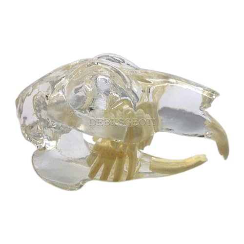 Image of Dental Rabbit Typodont Teeth Model Skull Oral Clear Pet Clinic Anatomical Tooth Jaw for Canine Veterinary Office Education Decoration Demonstrate (Rabbit Teeth Model)