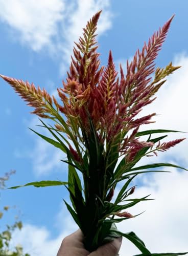 Spun Sugar Celosia argentea plumosa Cut Flower Seeds for Planting Packet