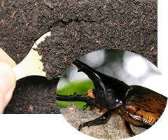 カブトムシの産卵専用　ビートルマット【6袋】添加剤少なめで産卵意欲が高まり多産に 111017-2_kago02.jpg