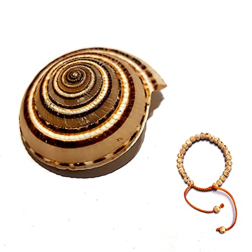 M Francisco Original Vishnu Sudarshan Chakra Shankh (Shell) with Hare Rama Hare Krishna Tulsi (Basil) 24 Beads 8mm Bracelet