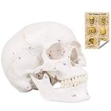 Winyousk Life Size Number Skull Model, Medical Anatomical Skull Model with Removed Skull Cap and Articulated Mandible, Labelled Diagram Poster