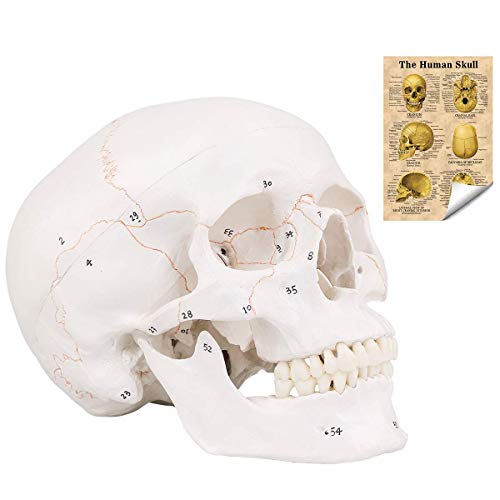 Winyousk Life Size Number Skull Model, Medical Anatomical Skull Model with Removed Skull Cap and Articulated Mandible, Labelled Diagram Poster