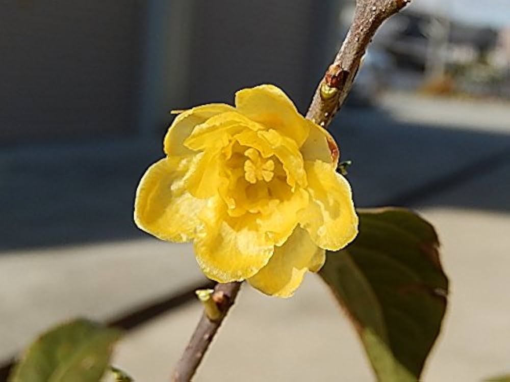 Amazon | 満月ロウバイ苗 ロウバイ苗木花植木苗 地植え苗 1本