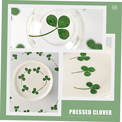 Flores prensadas secas naturales para manualidades 24 pcs miniatura 6