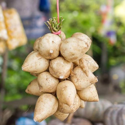 120+ Jicama Seed for Planting Drought Resistant Mexican Turnips in Your Home Vegetable Garden - Non-GMO Heirloom Seeds
