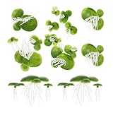 Plantes flottantes artificielles : cette fausse lentille d'eau flottante présente un design très réaliste, apportant sans effort le charme de la nature à n'importe quel espace, herbe flottante pour aquarium