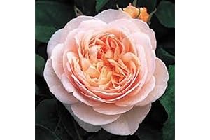 Juliet Rose Plant: 10 Vibrant Pale Orange Seeds for Blooming Beauty