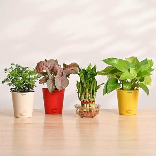 UGAOO Indoor Plants for Home Combo of 4 - Lucky Bamboo 2 Layer, M...