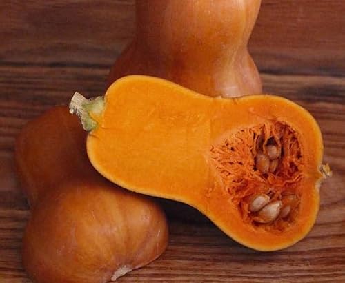 Honeynut Squash Seeds for Planting (10 Seeds) - Grow Dwarf