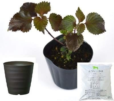 Amazon Co Jp 赤シソ しそ 栽培 セット ハーブ 軽量 プラスチック 鉢 プランター ダークブラウン Diy 工具 ガーデン Amazon Co Jp 赤シソ しそ 栽培 セット ハーブ 軽量 プラスチック 鉢 プランター ダークブラウン Diy 工具 ガーデン