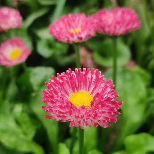 semi di margherita - semi selvatici - rare perenni in vaso, perenni resistenti margherita balcone resistenti balcone con aiuole elevate 80 pezzi