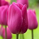 bulbo tulipan precio Es una bola y una flor famosa, una excelente variedad de flores cortadas.