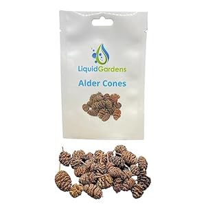 Alder Cones, 25 Pieces – Aquarium Shrimp Accessories, Aquarium Botanicals, Tannins for Betta Fish, Shrimp Water Conditioner, Alder Cones Aquarium, Fresh Water Shrimp for Fish Tank