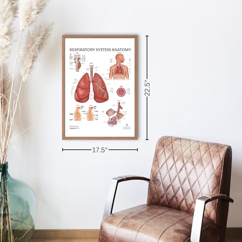 Image of Anatomy Lab Human Respiratory System Laminated Anatomy Poster, 17.3 x 22.5 Inches, Body System Diagram | 17.3 x 22.5 Inches, Body System Diagram