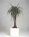 Guatemalan Red Ponytail Palm - Beaucarnea - 6