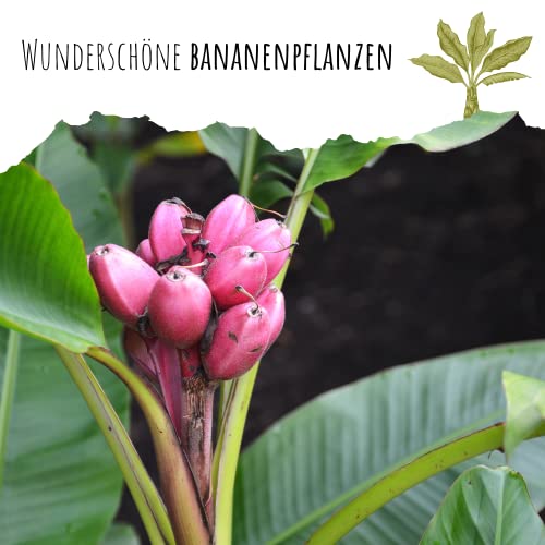 Kenia Bananen Samen (Musa velutina) - Exotische rosa Zwergbanane mit wunderschönen Blüten und kleinen, roten Bananen