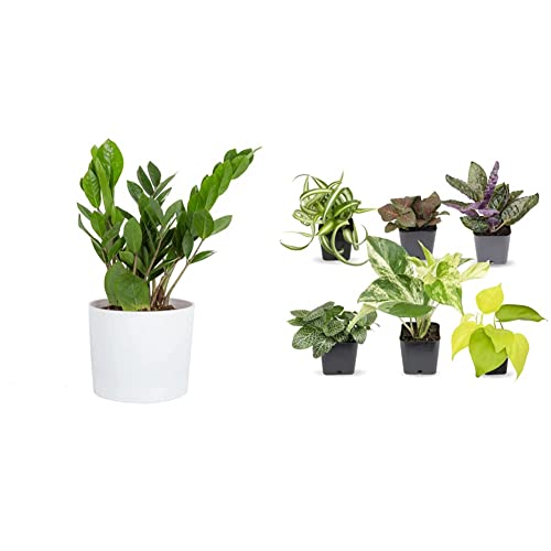 Costa Farms Zz Plant, Live Indoor Houseplant In Modern Decor Planter, Natural Air Purifier In Potting Soil, Gift, 12-In Tall & Easy To Grow Houseplants, Live House Plants In Plant Containers #TOP21