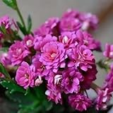 1000+ Kalanchoe Flower Seeds for Planting, Perennial Purple Kalanchoe Flower Seed, Non-GMO Heirloom Rare Limonium Statice Flower Seeds for Home Garden