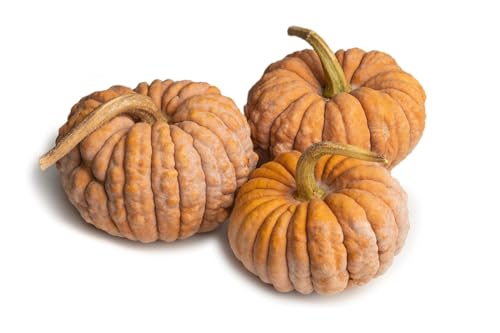 Black Futsu Japanese Heirloom Winter Squash Pumpkin Premium Seed Packet for Planting