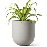 LE TAUCI 6 Inch Plant Pot, Ceramic Pot with Drainage...