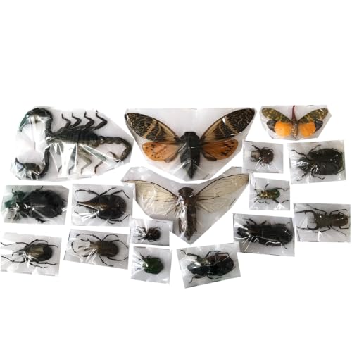 Scorpion Cicada Beetle insect specimens collection