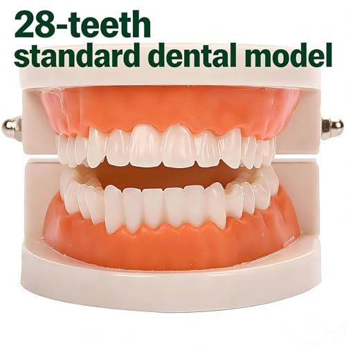 Standard Teeth Model, YOFAN Kids Dental Teaching Study Supplies Adult Standard Typodont Demonstration Teeth Model(Without Wisdom Teeth) (1pc)
