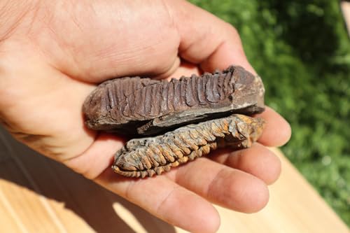 Image of 2PCS Calymene Trilobites Flexicalymene Ordovician Fossil Trilobites Fossil for Kids A10