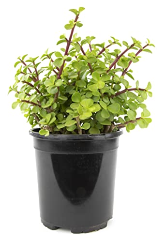 Succulents Plants Live Indoor Plants, Portulacaria Afra Live Houseplants, Live Succulents Live Plants Indoor Succulent Plants, Indoor Plant Real Succulents Plants House Plants By Plants For Pets #TOP2