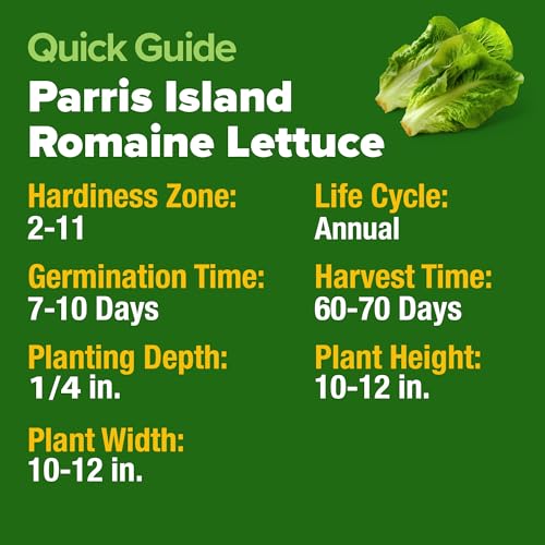 Image of HOME GROWN Parris Island Romaine Lettuce Seeds 7000+ Bulk Pack Heirloom Non-GMO, High Germination, Crisp Cos Lettuce for Planting, Indoor Outdoor Hydroponic Garden, Slow to Bolt (Lactuca Sativa)