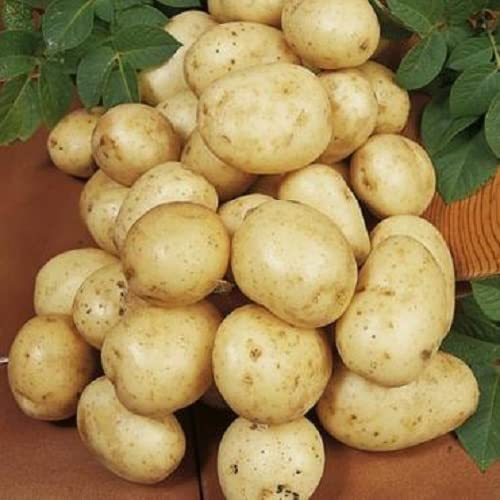 Patch Seed: Certified Seed Potatoes 20 Tuber Pack. Choose from 40+ Varieties – Navan Maincrop. Fresh Irish Grown Tubers, Easy to Grow, Perfect for Gardens or Containers