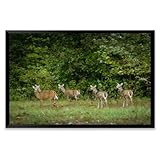 Group whitetail deer standing...