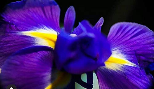 Radha Krishna Agriculture IRIS Blue Most Attractive Flowers | for Your Beautiful Garden Pack of 2 Bulbs. (B08JHCY9ZG) Amazon Price History, Amazon Price Tracker