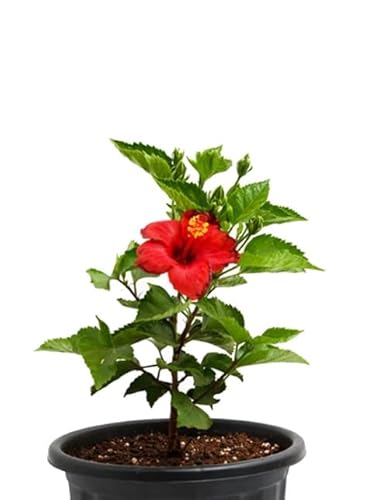 Árbol Natural - Hibiscus - Planta con Grandes Flores de Color Rojo